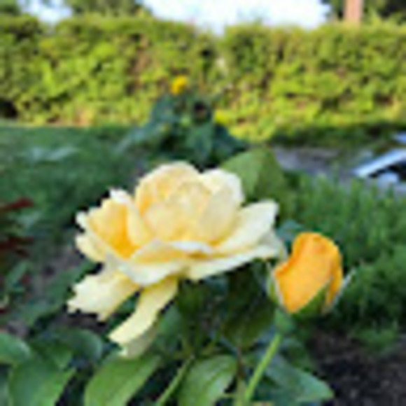 Meet your Posher, Grace - Picture 1 of 1